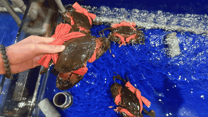 Cua Gạch Đà Nẵng