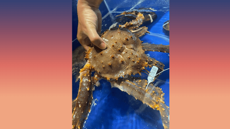 Cua Hoàng Đế Đà Nẵng