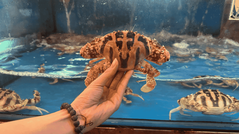 Ghẹ đỏ Đà nẵng